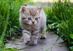 娱乐吃瓜酱牛奶猫,揭秘牛奶猫的神秘魅力